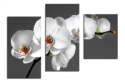 Obraz Biała Orchidea
