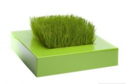 Mini ogródek z oprawą Chlorophylle